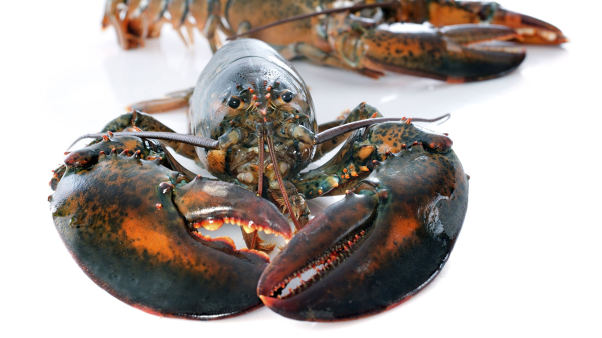 Live lobsters (1lb) Live Seafood Delivery