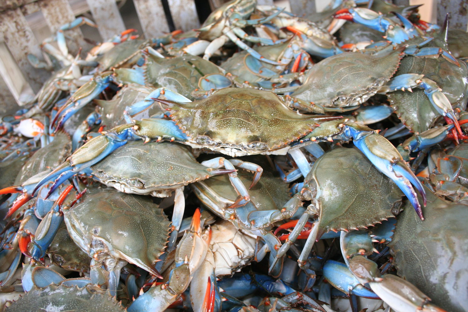 blue crab juicy seafood menu