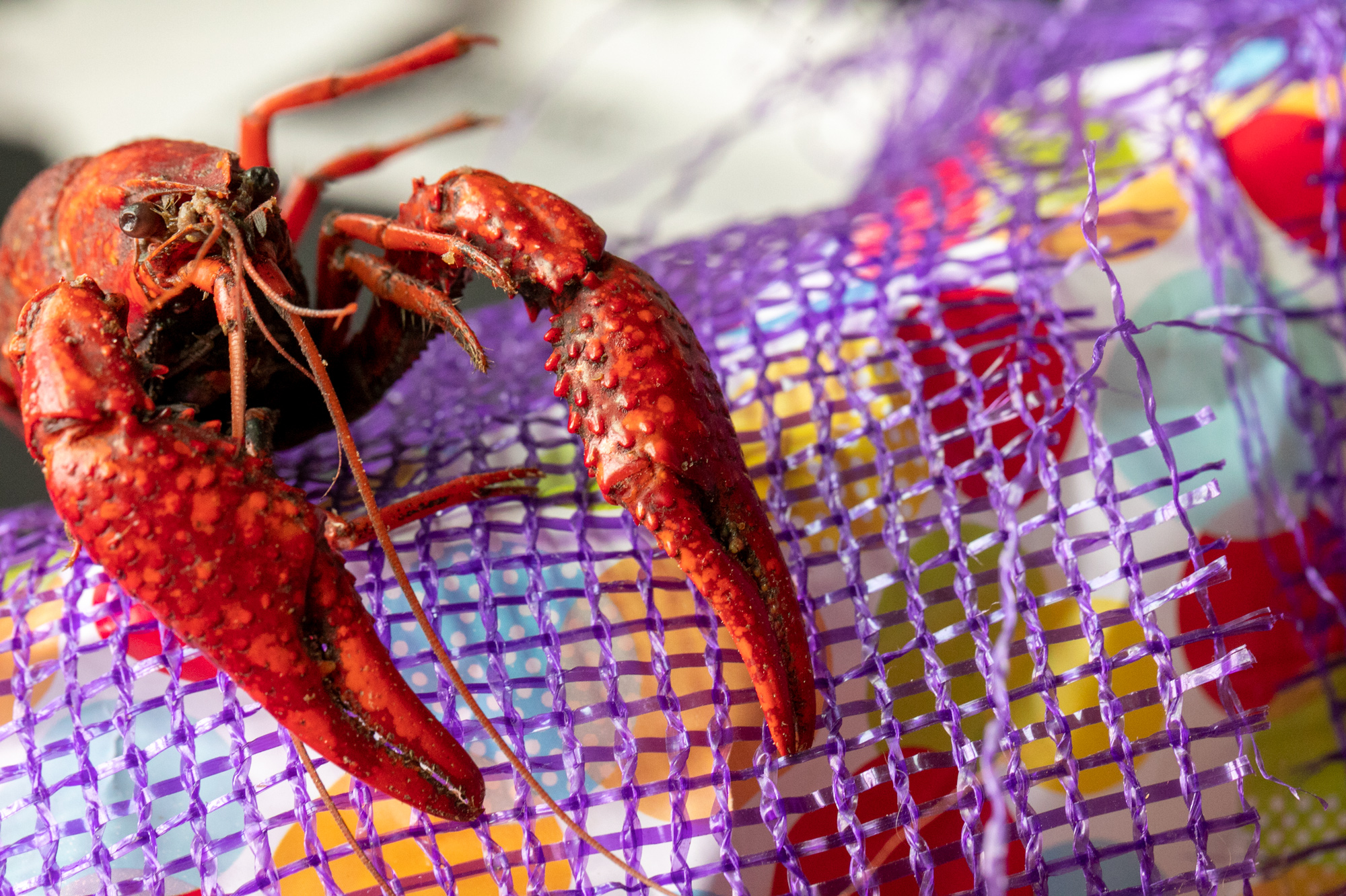 Live Seafood Delivery Have to see it to believe